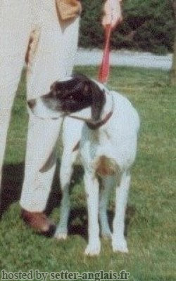 Pedigree PAUL DEL CINGHIO Pedigree PAUL DEL CINGHIO